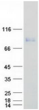 Coomassie blue staining of purified LTF protein.